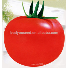 AT241 извести хороших устойчивых к болезням семена томатов для теплицы